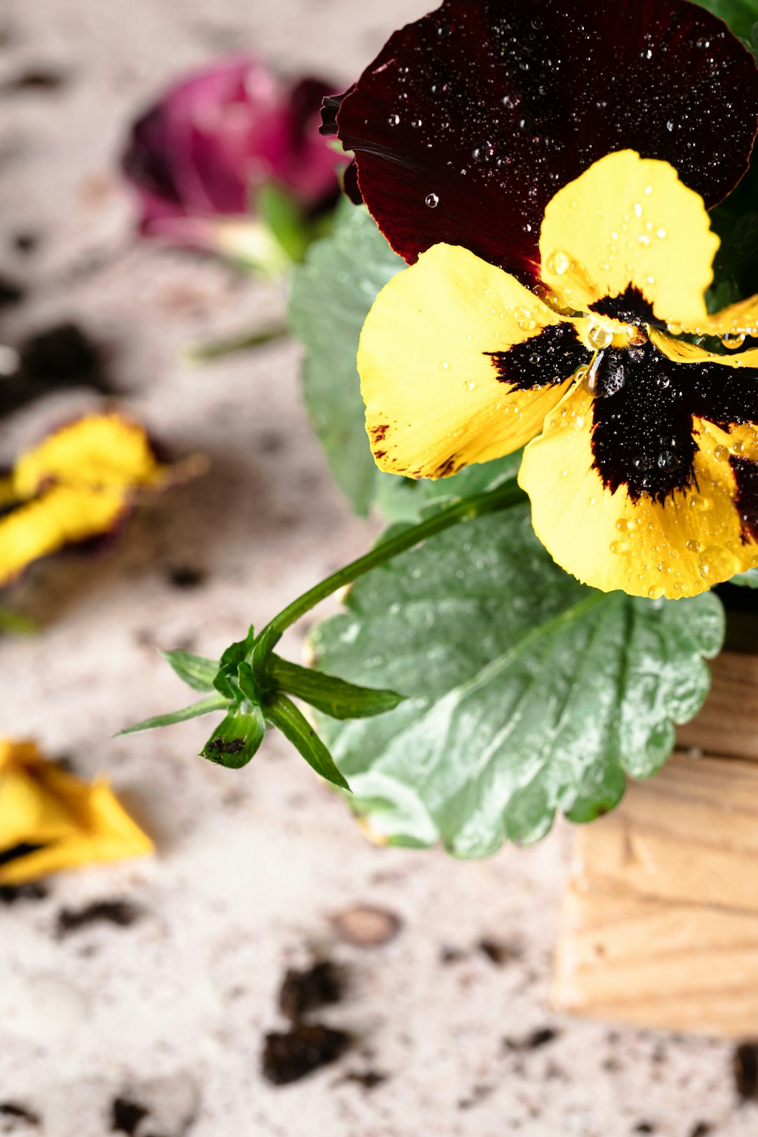 Indoor Plants for Beginners
