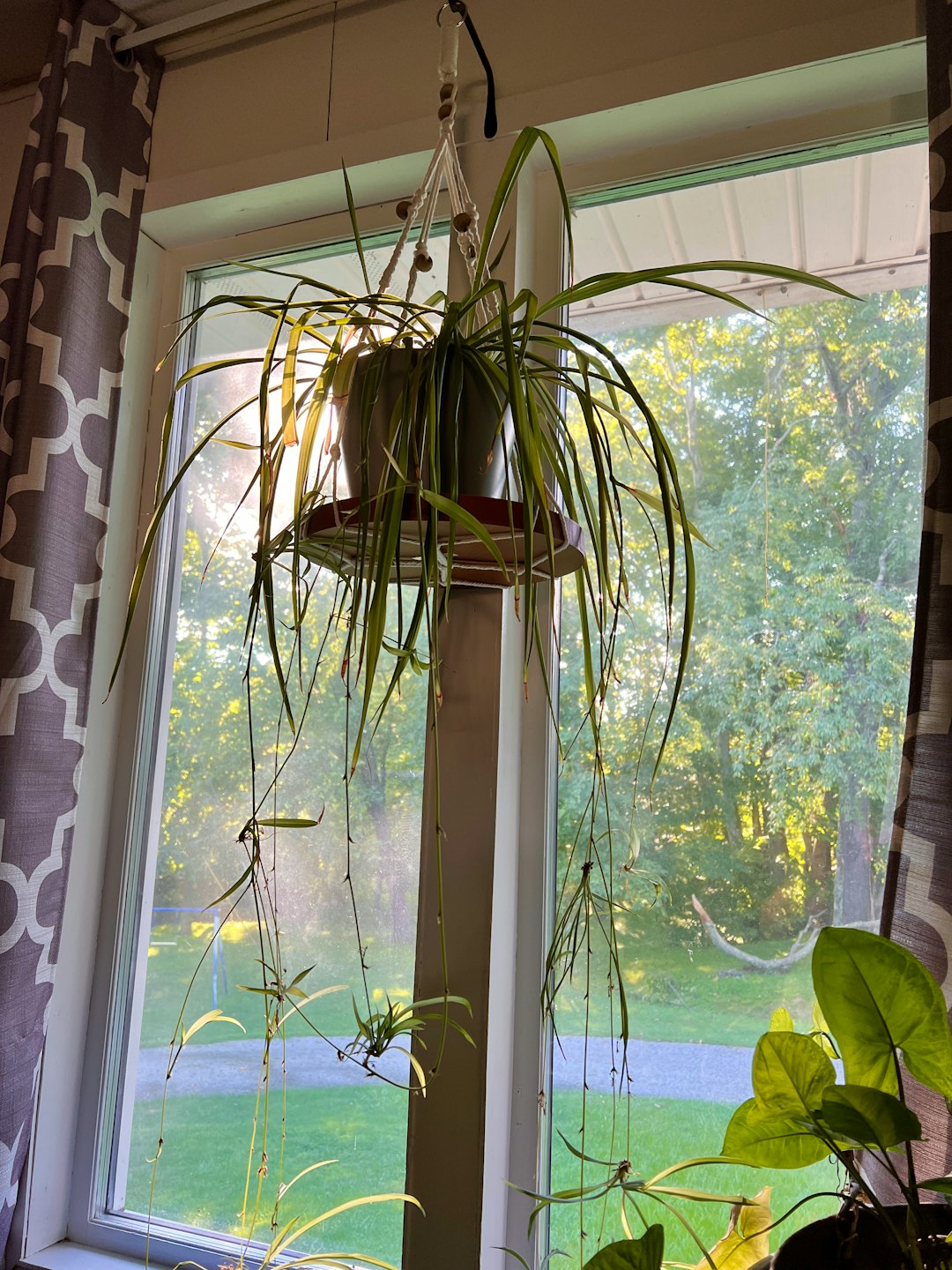 Organic Pest Control