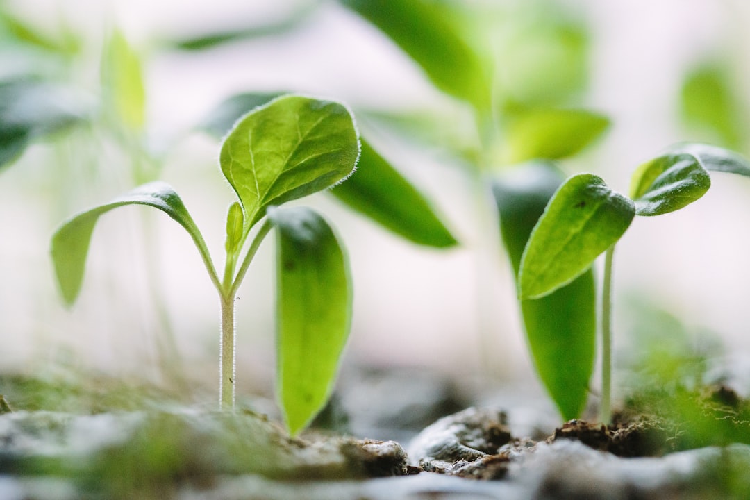 Winter Garden Maintenance
